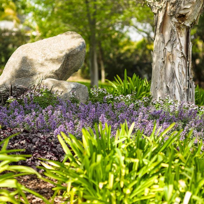 'Cat's Meow' Catmint - Nepeta x faassenii from Paradise Acres Garden Center
