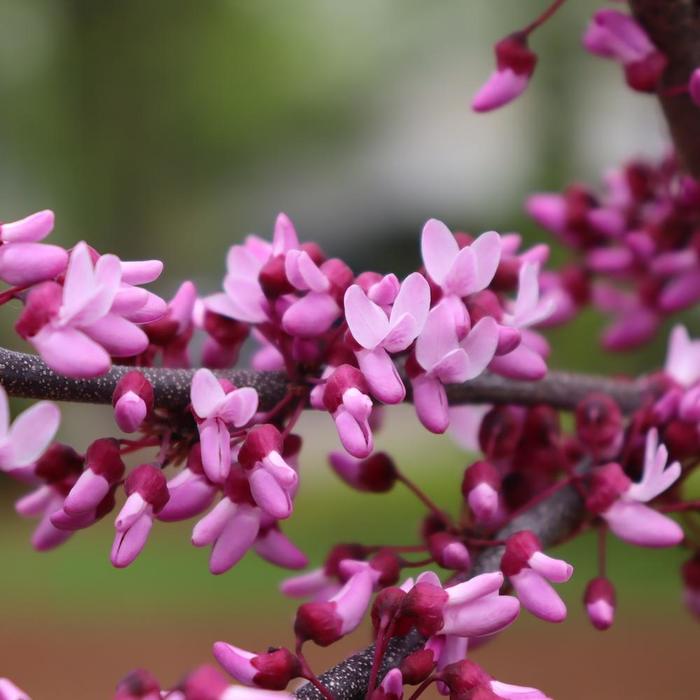 Midnight Express&reg; Redbud - Cercis canadensis from Paradise Acres Garden Center