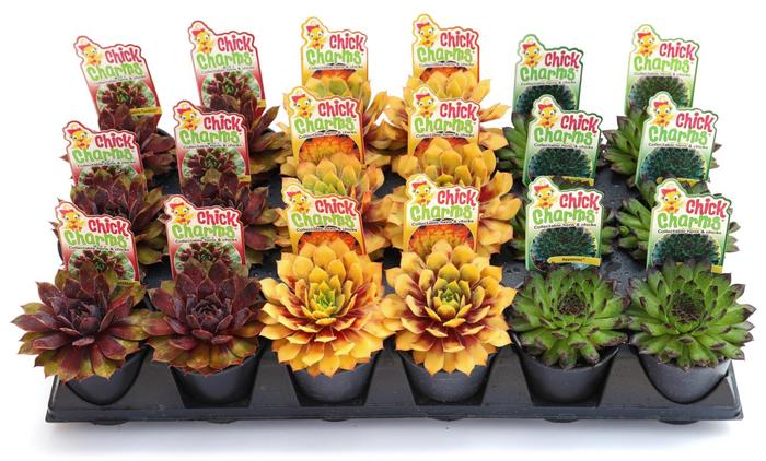 Chick Charms&reg; 'Citrus Shock' - Sempervivum (Hens and Chicks) from Paradise Acres Garden Center