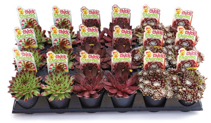 Chick Charms&reg; 'Parfait Perfection' - Sempervivum (Hens and Chicks) from Paradise Acres Garden Center