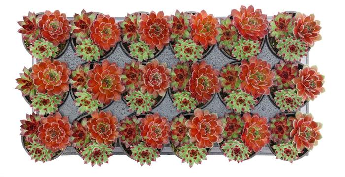 Chick Charms&reg; Trio Cherry Cordial&trade; - Sempervivum (Hen and Chicks) from Paradise Acres Garden Center