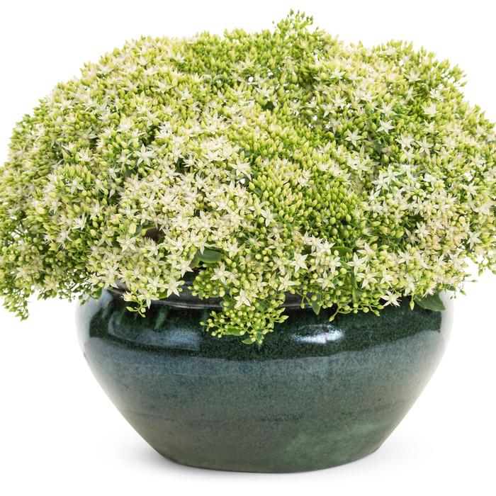 Rock 'N Round&reg; 'Bundle of Joy' - Sedum (Stonecrop) from Paradise Acres Garden Center