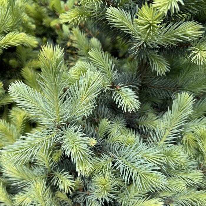 Baby Blue&reg; Colorado Blue Spruce - Picea pungens from Paradise Acres Garden Center