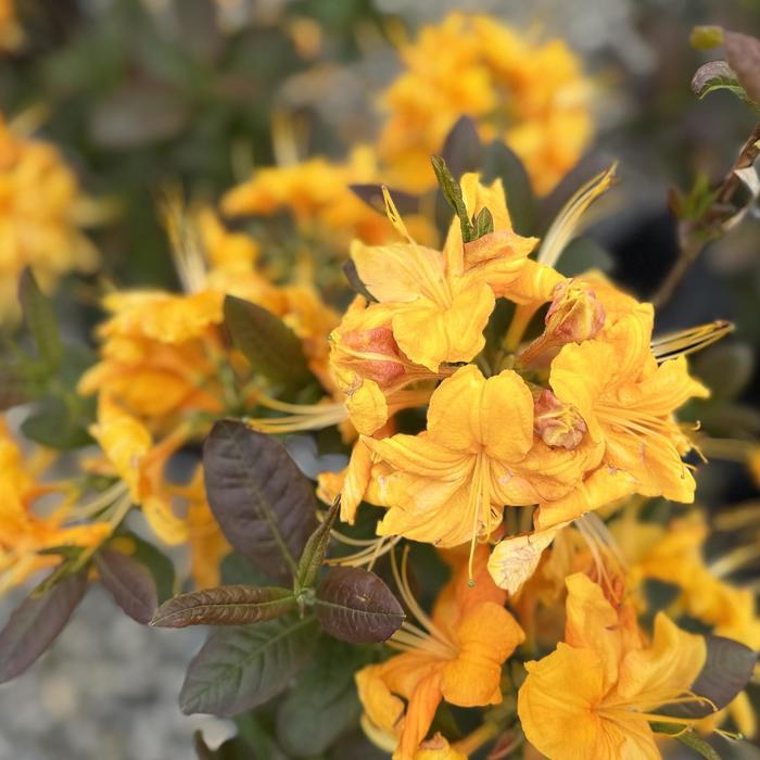 'Klondyke' Azalea - Rhododendron Exbury hybrid from Paradise Acres Garden Center