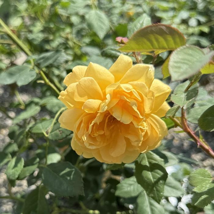 'Golden Celebration' Rose - Rosa from Paradise Acres Garden Center