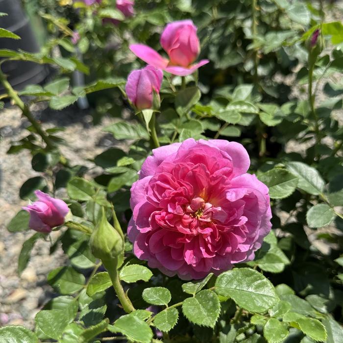 'Princess Anne' Rose - Rosa from Paradise Acres Garden Center