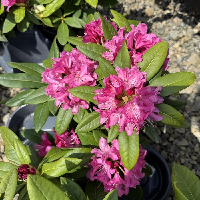 'Holden' - Rhododendron from Paradise Acres Garden Center
