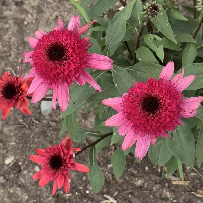 Double Dipped&trade; 'Raspberry Ripple' - Echinacea (Coneflower) from Paradise Acres Garden Center