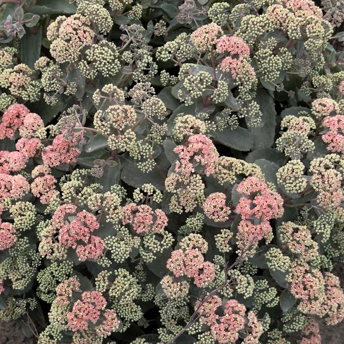 Rock 'N Grow&reg; 'Coraljade' - Sedum (Stonecrop) from Paradise Acres Garden Center