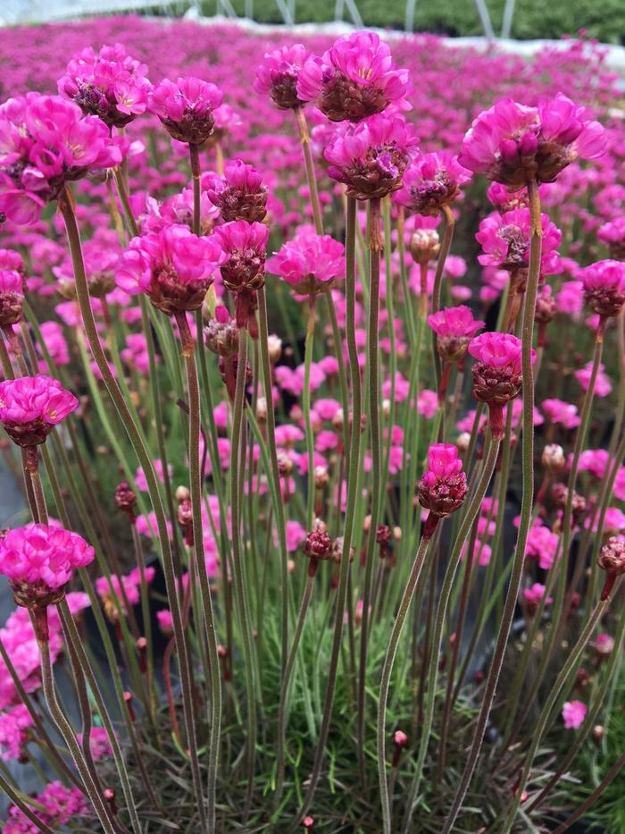 Sea Thrift, Assorted - Armeria maritima from Paradise Acres Garden Center