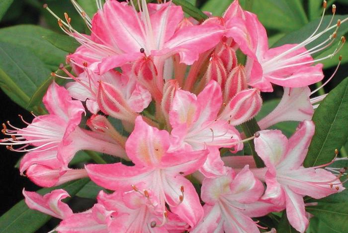 'Weston's Ribbon Candy' Azalea - Rhododendron from Paradise Acres Garden Center