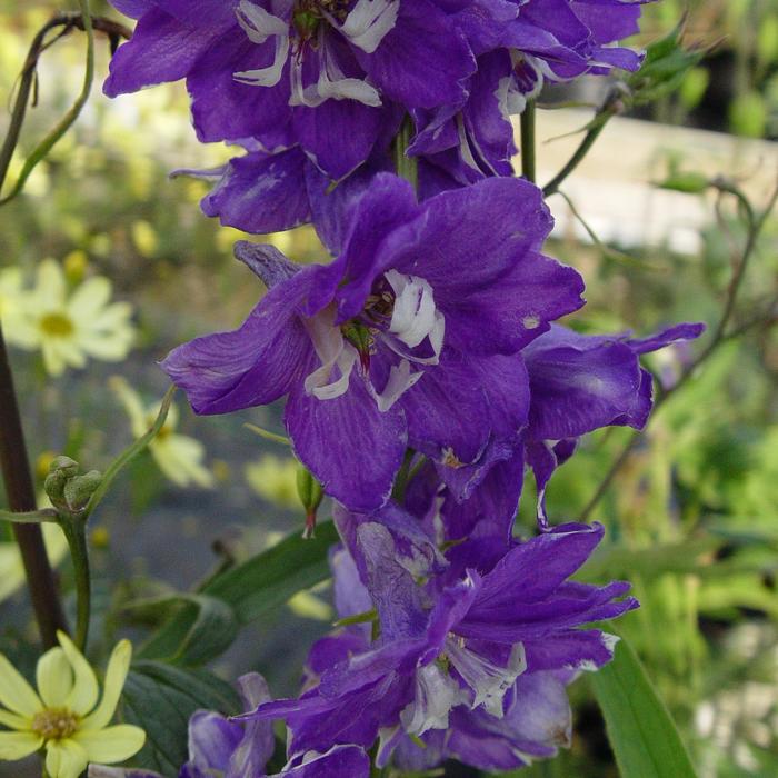 'Magic Fountains Dark Blue Dark Bee' Larkspur - Delphinium elatum from Paradise Acres Garden Center
