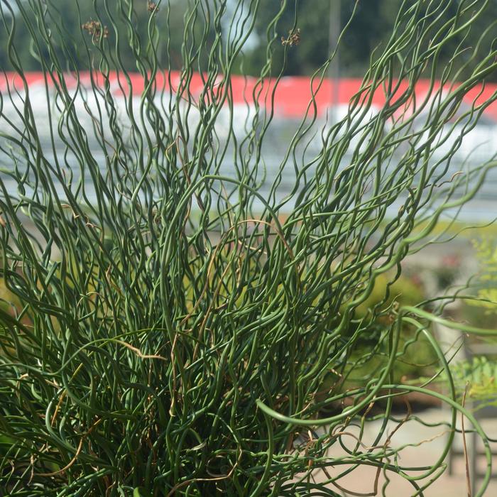 'Big Twister' Rush - Juncus effusus from Paradise Acres Garden Center