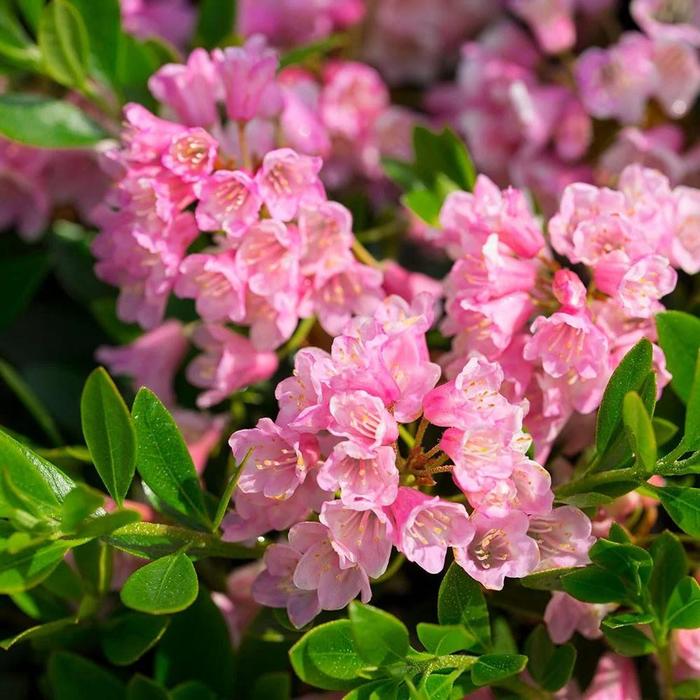 Bloombux® Magenta Azalea - Rhododendron from Paradise Acres Garden Center