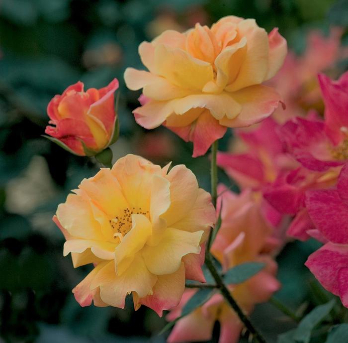'Josephs Coat' Climbing Rose - Rosa from Paradise Acres Garden Center