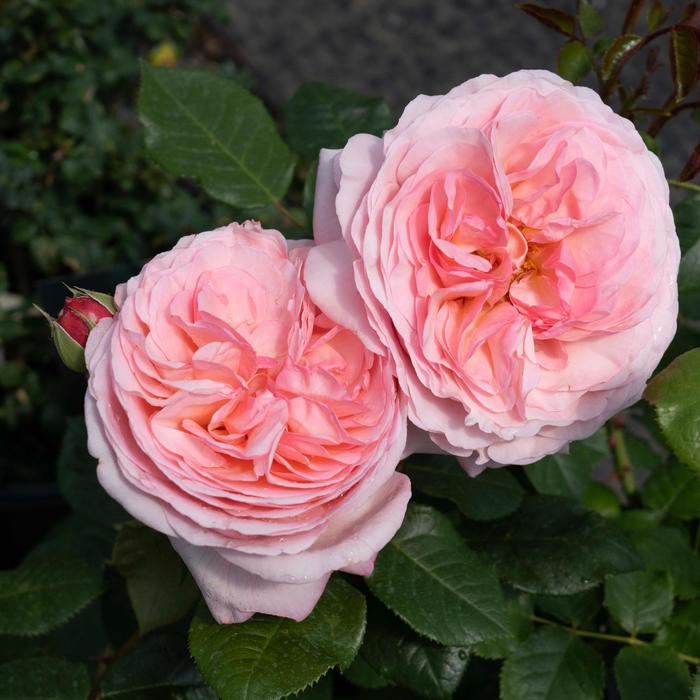 Martha Stewart&trade; Hybrid Tea Rose - Rosa from Paradise Acres Garden Center