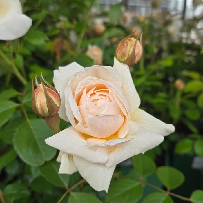 'Windermere' English Shrub Rose - Rosa from Paradise Acres Garden Center