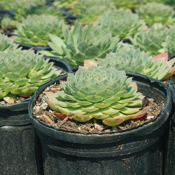 'Carmen' Hen & Chicks - Sempervivum from Paradise Acres Garden Center