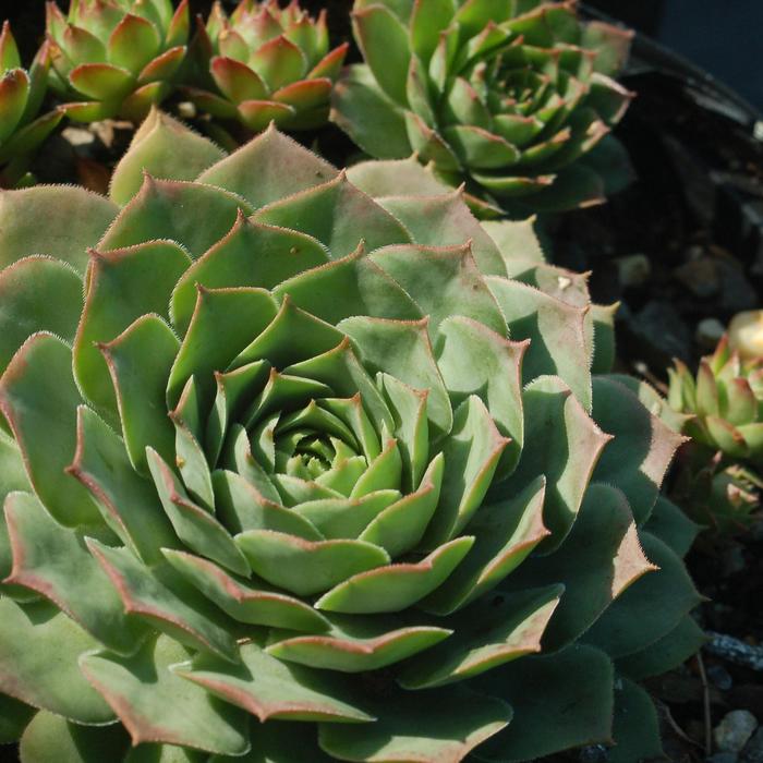 'Carmen' Hen & Chicks - Sempervivum from Paradise Acres Garden Center