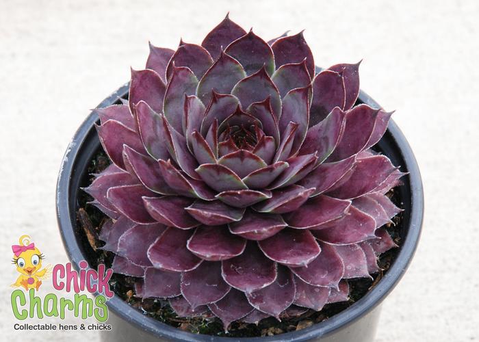 Chick Charms® Plum Parfait&trade; - Sempervivum (Hen & Chicks) from Paradise Acres Garden Center