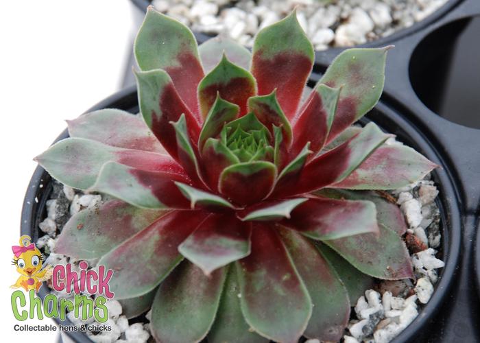 Chick Charms® Watermelon Ripple&trade; - Sempervivum (Hen & Chicks) from Paradise Acres Garden Center