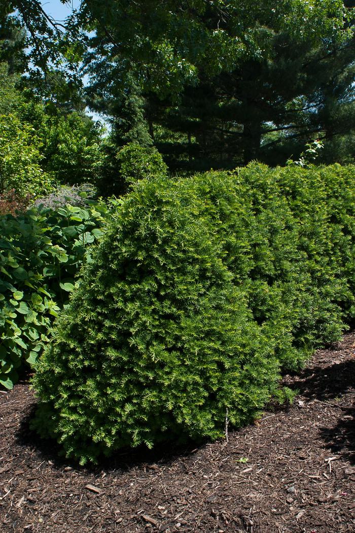 'Fastigiata' Captain Yew - Taxus cuspidata from Paradise Acres Garden Center