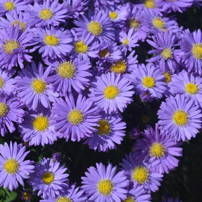 Kickin&reg; 'Sapphire' - Aster from Paradise Acres Garden Center