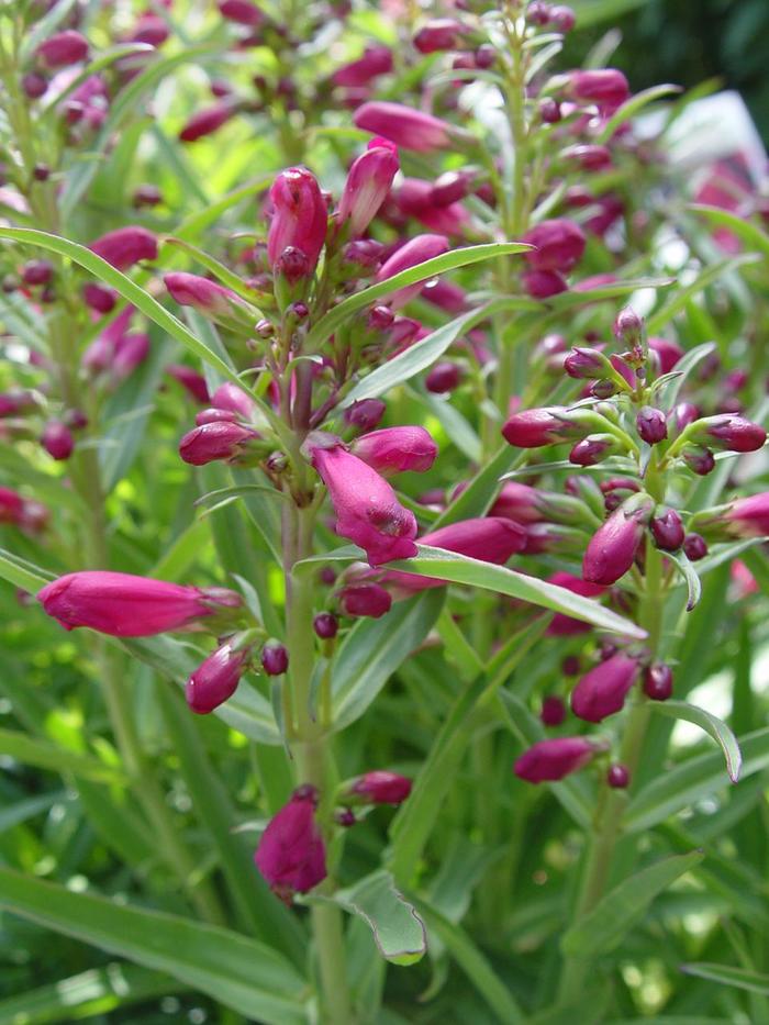 'Hot Pink Riding Hood' Beardtongue - Penstemon schmidel from Paradise Acres Garden Center