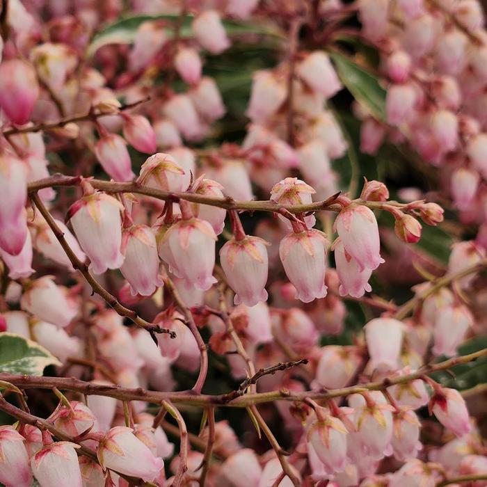 Passion Party&trade; 'Pink Frost' - Pieris japonica from Paradise Acres Garden Center