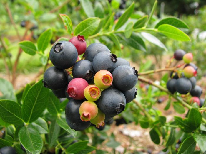 Bushel and Berry&reg; 'Blueberry Glaze&reg;' - Vaccinium (Blueberry) from Paradise Acres Garden Center