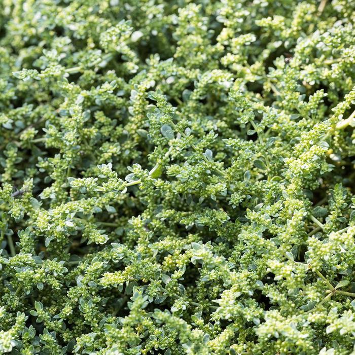 Rupturewort - Herniaria glabra from Paradise Acres Garden Center