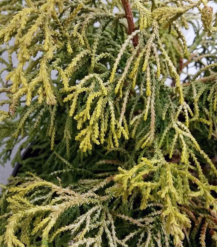 'Thoweil' Hinoki Falsecypress - Chamaecyparis obtusa from Paradise Acres Garden Center