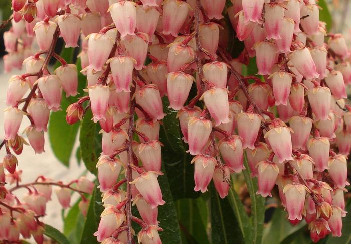'Valley Rose' - Pieris japonica from Paradise Acres Garden Center