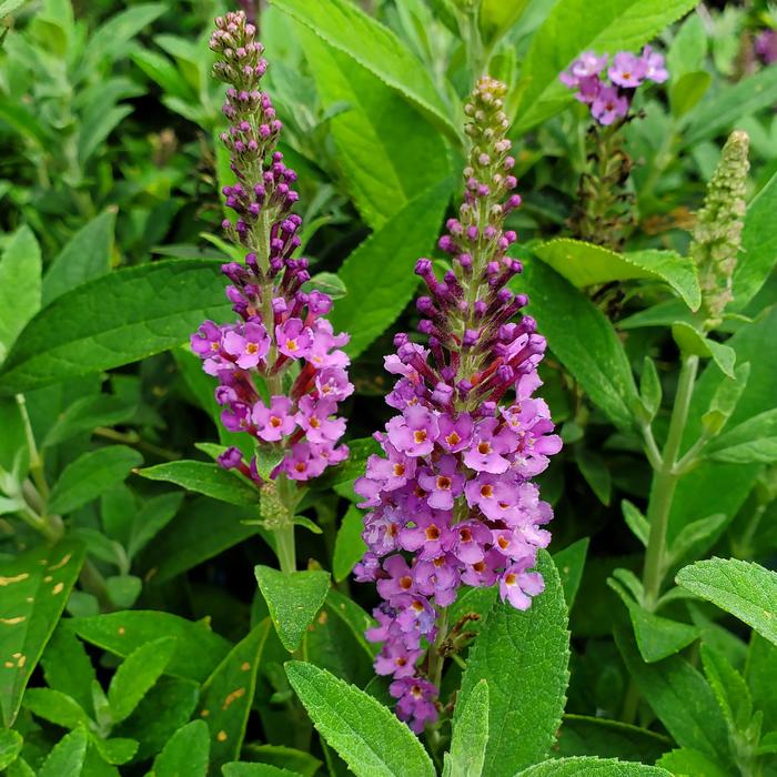 'Birthday Cake&trade;' Butterfly Bush - Buddleia from Paradise Acres Garden Center