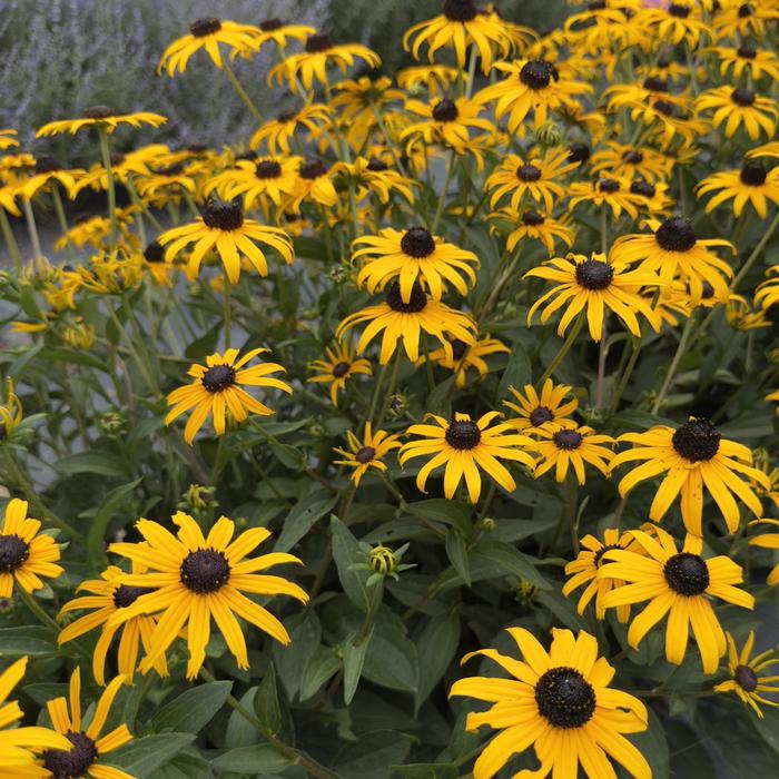 'Goldblitz' Black-Eyed Susan - Rudbeckia fulgida var. sulivanttii from Paradise Acres Garden Center