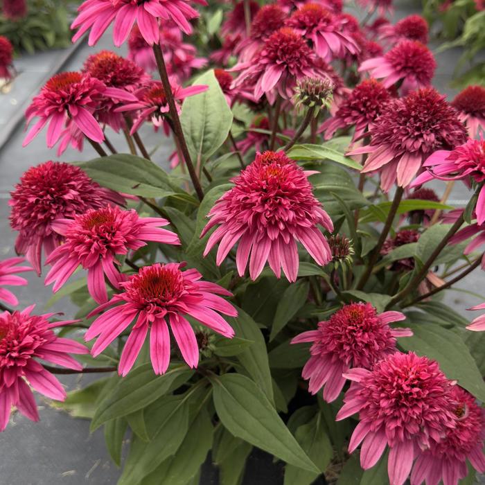 Double Scoop&trade; 'Watermelon Deluxe' - Echinacea (Coneflower) from Paradise Acres Garden Center
