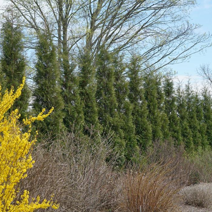 Full Speed a Hedge&reg; American Pillar Arborvitae - Thuja occidentalis from Paradise Acres Garden Center