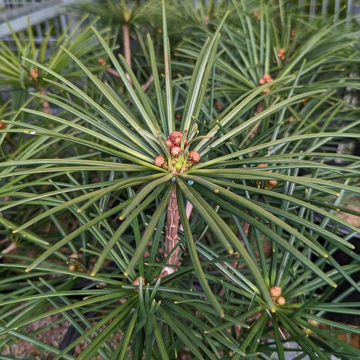 'Wintergreen' Japanese Umbrella Pine - Sciadopitys verticillata from Paradise Acres Garden Center