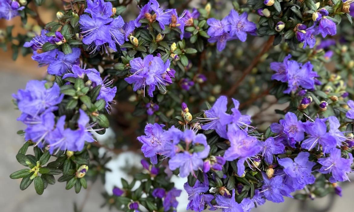 Spring has truly sprung, and our greenhouse is bursting with vibrant colors!