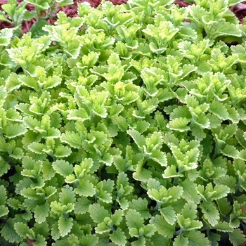 Teucrium chamaedrys - 'Summer Sunshine' Germander