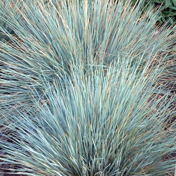 Helictotrichon sempervirens - 'Sapphire' Blue Oat Grass