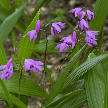 Bletilla striata - Chinese Ground Orchid