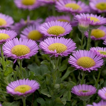 Erigeron glaucus - Beach Aster