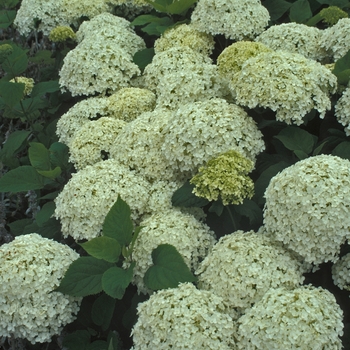Hydrangea arborescens (Smooth Hydrangea) - 'Annabelle'