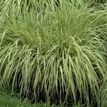 Molinia caerulea - 'Variegata' Moor Grass