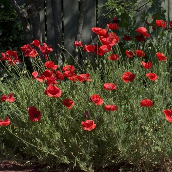Papaver - 'Multiple Varieties' Poppy