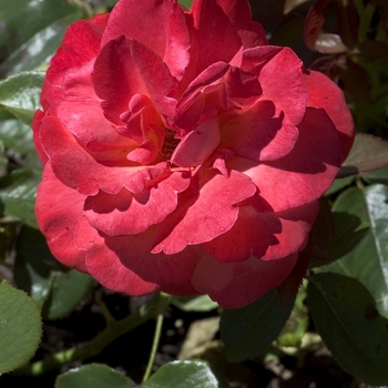 Rosa - 'Voodoo' Rose