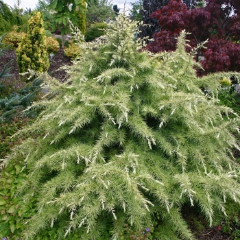 Cedrus deodora - 'Silver Mist' Deodar Cedar