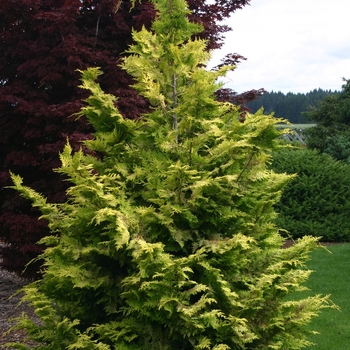 Chamaecyparis obtusa - 'Goldilocks' Hinoki Falsecypress