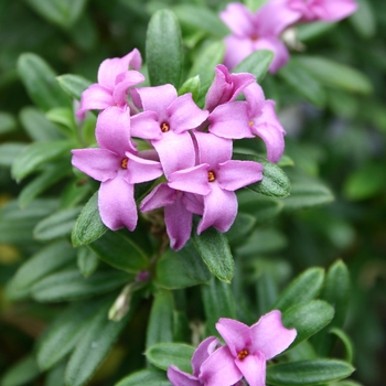 Daphne - 'Lawrence Crocker'